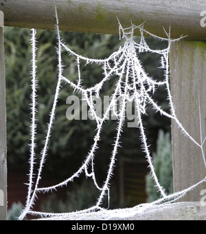 Frost auf Spinnweben im winter Stockfoto