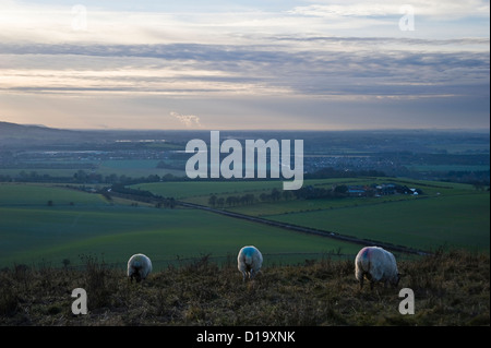 Schafe weiden auf Ivinghoe Beacon am Ende von The Ridgeway National Trail, Buckinghamshire, Großbritannien Stockfoto