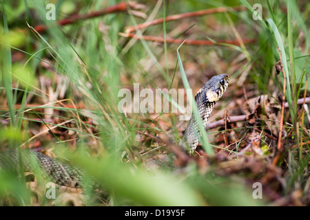 Ringelnatter (Aka Wasserschlange; Natrix Natrix) Stockfoto