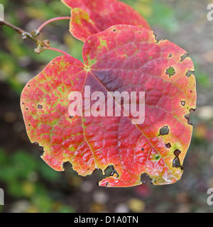 Disanthus Cercidifolius (Redbud Hazel oder japanischen roten Witchhazel) im Herbst Farbe Stockfoto