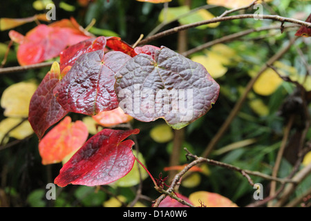 Disanthus Cercidifolius (Redbud Hazel oder japanischen roten Witchhazel) im Herbst Farbe Stockfoto