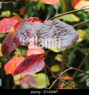 Disanthus Cercidifolius (Redbud Hazel oder japanischen roten Witchhazel) im Herbst Farbe Stockfoto