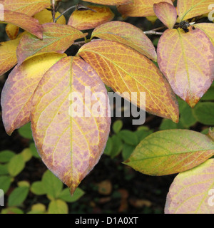 Stewartia Pseudocamellia (japanische Stewartia oder Laub Camellia) Blätter im Herbst Stockfoto