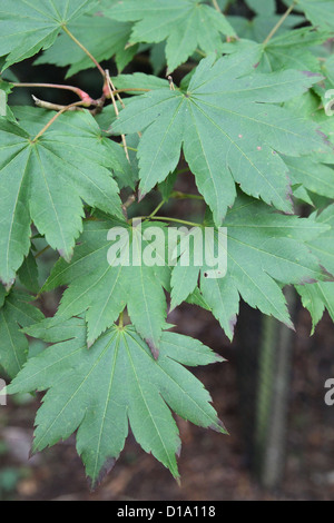 Acer Shirasawanum Blätter (Shirasawa oder Full-Moon-Ahorn) Stockfoto