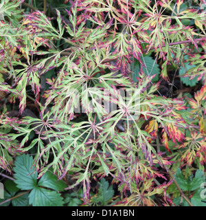 Acer Japonicum 'Fairy Lights' Full Moon Ahorn Stockfoto