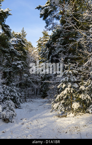 Winter Hintergrund in Lidingö in der Nähe von Stockholm in Schweden Stockfoto