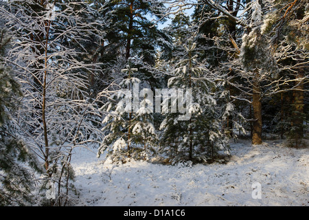 Winter Hintergrund in Lidingö in der Nähe von Stockholm in Schweden Stockfoto
