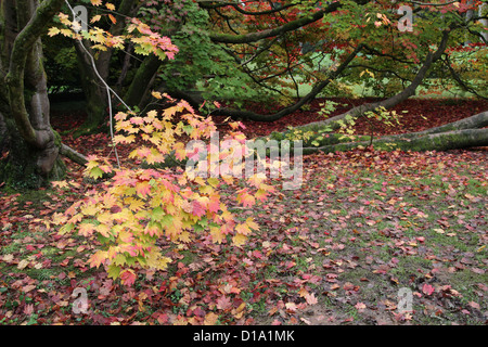 Acer Japonicum (Full Moon Ahorn) bei Westonbirt Arboretum, Gloucestershire, England, UK Stockfoto