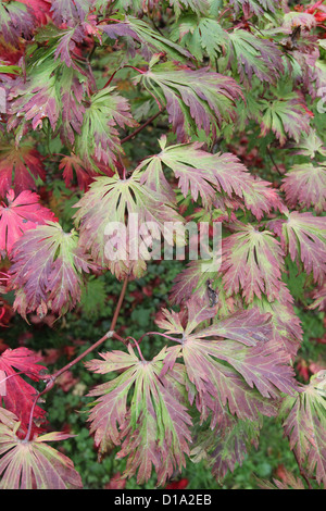 Acer Japonicum 'Aconitifolium' (Full-Moon-Ahorn-Sorte) Stockfoto