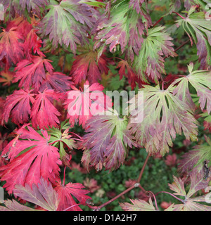 Acer Japonicum 'Aconitifolium' (Full-Moon-Ahorn-Sorte) Stockfoto