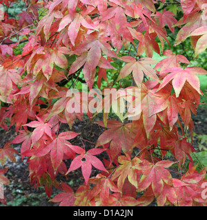 Acer Palmatum Laub im Herbst Stockfoto