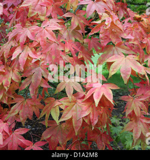 Acer Palmatum Laub im Herbst Stockfoto