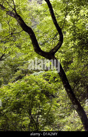 Ein gespaltener Baum steht inmitten der dichten Vegetation im unteren Tsum Valley, Nepal Stockfoto