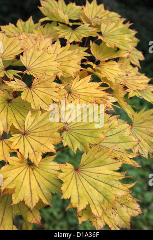 Acer Shirasawanum 'Aureum' (Golden FullMoon Ahorn) im Herbst Stockfoto