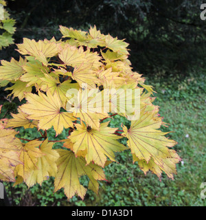 Acer Shirasawanum 'Aureum' (Golden FullMoon Ahorn) im Herbst Stockfoto