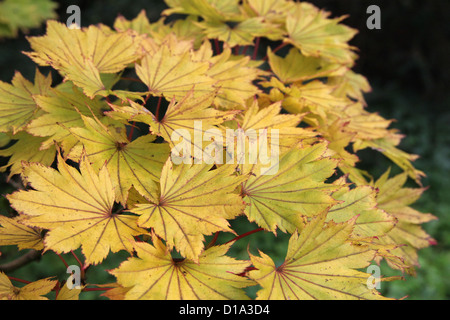 Acer Shirasawanum 'Aureum' (Golden FullMoon Ahorn) im Herbst Stockfoto