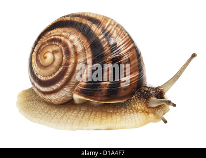 Garten-Schnecke vor weißem Hintergrund. Stockfoto