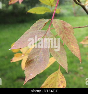 Acer Negundo 'Sensation' (Box Elder oder Asche – Leaf Maple) im Herbst Stockfoto