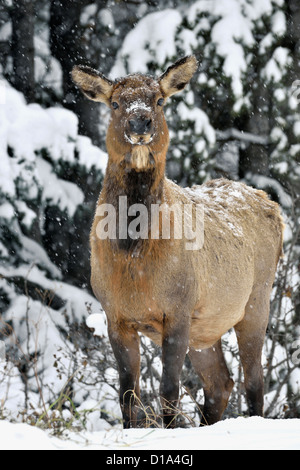 Eine Kuh Elch stehend Frontansicht freut sich an einem verschneiten Tag im nördlichen Alberta Kanada. Stockfoto