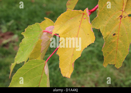 Acer Pensylvanicum Erythrocladum (Striped Maple, Elch Ahorn oder Moosewood Baum) im Herbst. Eine Art von Schlange-Rinde Ahorn Stockfoto