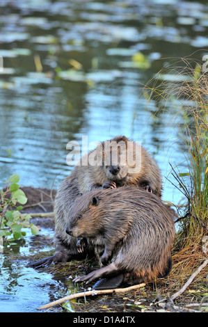 Ein vertikales Bild von zwei Biber pflegen einander auf einem schwimmenden Sumpfgras. Stockfoto