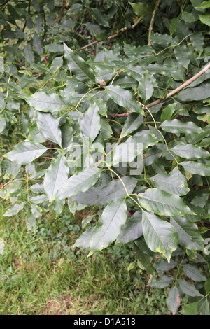 Fraxinus Ornus (Manna-Esche) im Herbst Stockfoto