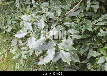 Fraxinus Ornus (Manna-Esche) im Herbst Stockfoto