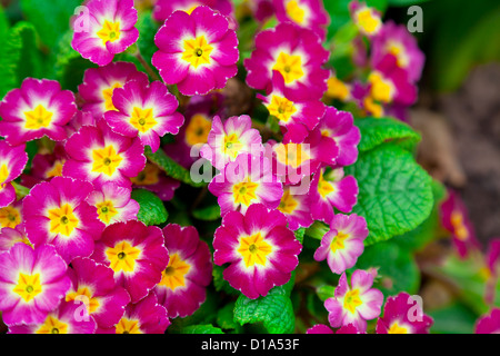 Mehrjährig primrose oder Primula im Frühling Garten. Frühjahr primeln