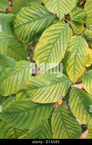 Cladrastis Kentukea (Amerika oder Kentucky Yellowwood) im Herbst Stockfoto