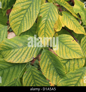 Cladrastis Kentukea (Amerika oder Kentucky Yellowwood) im Herbst Stockfoto