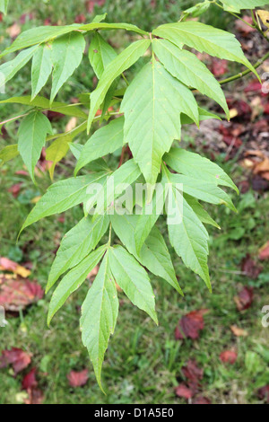 Acer Negundo (Box Elder oder Boxelder Ahornholz) im Herbst Stockfoto