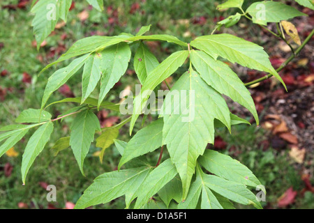 Acer Negundo (Box Elder oder Boxelder Ahornholz) im Herbst Stockfoto