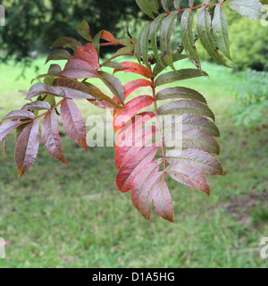 Sorbus Commixta 'Serotina'. Allgemein bekannt als die japanische oder chinesische Rowan im Herbst Stockfoto