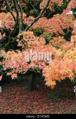 Acer Palmatum Unterart Amoenum japanische Ahorn im Herbst Stockfoto