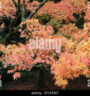 Acer Palmatum Unterart Amoenum japanische Ahorn im Herbst Stockfoto