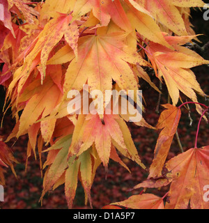 Acer Palmatum Unterart Amoenum japanische Ahorn im Herbst Stockfoto