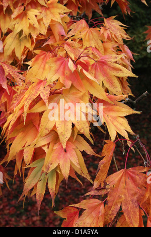 Acer Palmatum Unterart Amoenum japanische Ahorn im Herbst Stockfoto