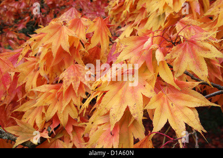 Acer Palmatum Unterart Amoenum japanische Ahorn im Herbst Stockfoto