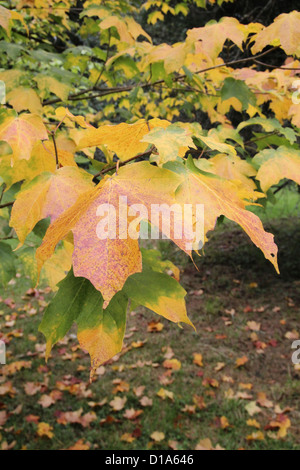 Acer Saccharum Unterart Nigrum (schwarzer Zuckerahorn) im Herbst Stockfoto