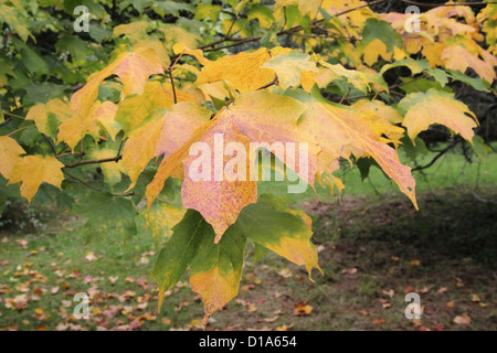 Acer Saccharum Unterart Nigrum (schwarzer Zuckerahorn) im Herbst Stockfoto