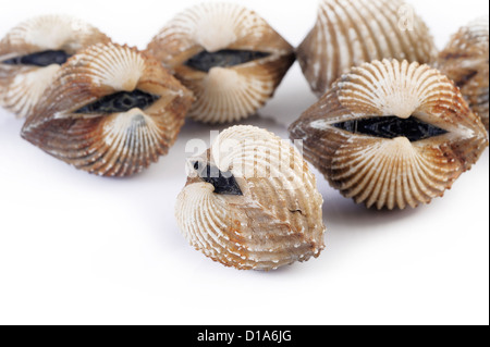 Herzmuscheln isoliert auf weißem Hintergrund Stockfoto