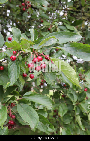 Malus Hupehensis (Hupeh oder Tee Crab Apple) im Herbst zeigt Früchte, UK Stockfoto