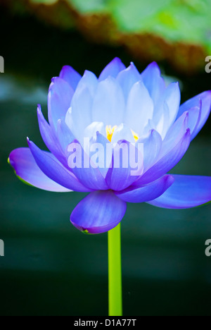 schöne blaue Seerose in Kew Gardens London Stockfoto