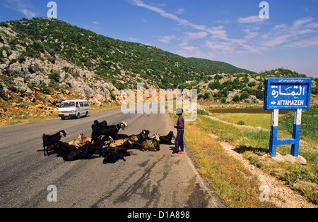 Hirte in Latakia-Hama-Straße. Syrien Stockfoto