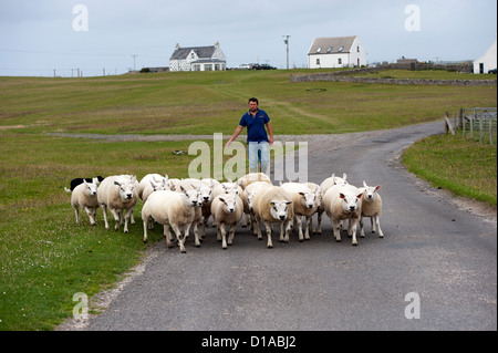 Crofter auf der Insel Tiree Schafe Weg bewegen. Stockfoto