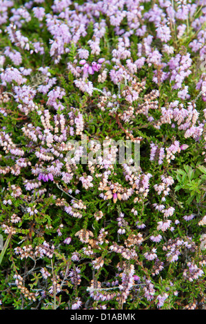 Heather in Blume auf der Insel Tiree, Inneren Hebriden. (Calluna Vulgaris) Stockfoto
