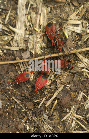 Rote Seide Baumwolle Bugs, Dysdercus koenigii Stockfoto