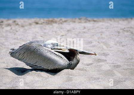 Brauner Pelikan (Pelecanus Occidentalis) ruhen am Strand in der Nähe von Santa Barbara, Kalifornien, USA - North American Birds / Vogel Stockfoto