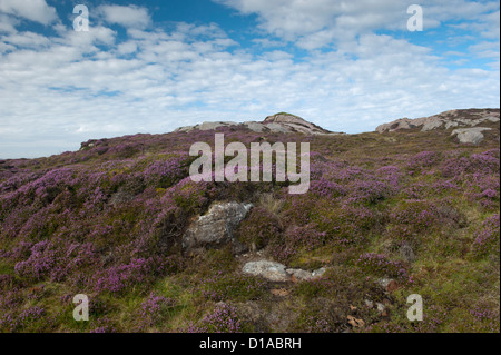 Heather in Blume auf der Insel Tiree, Inneren Hebriden. (Calluna Vulgaris) Stockfoto