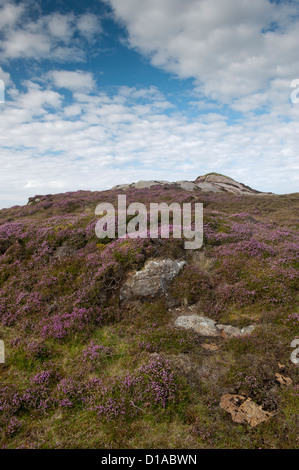 Heather in Blume auf der Insel Tiree, Inneren Hebriden. (Calluna Vulgaris) Stockfoto